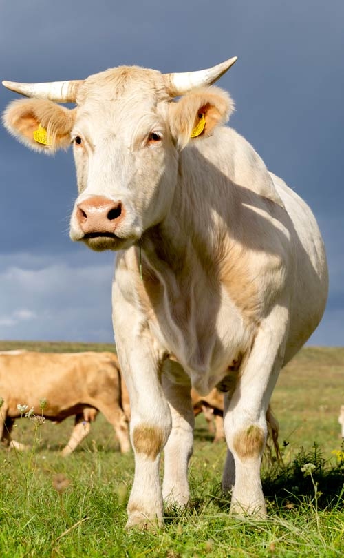 ŽIVOČÍŠNA výroba